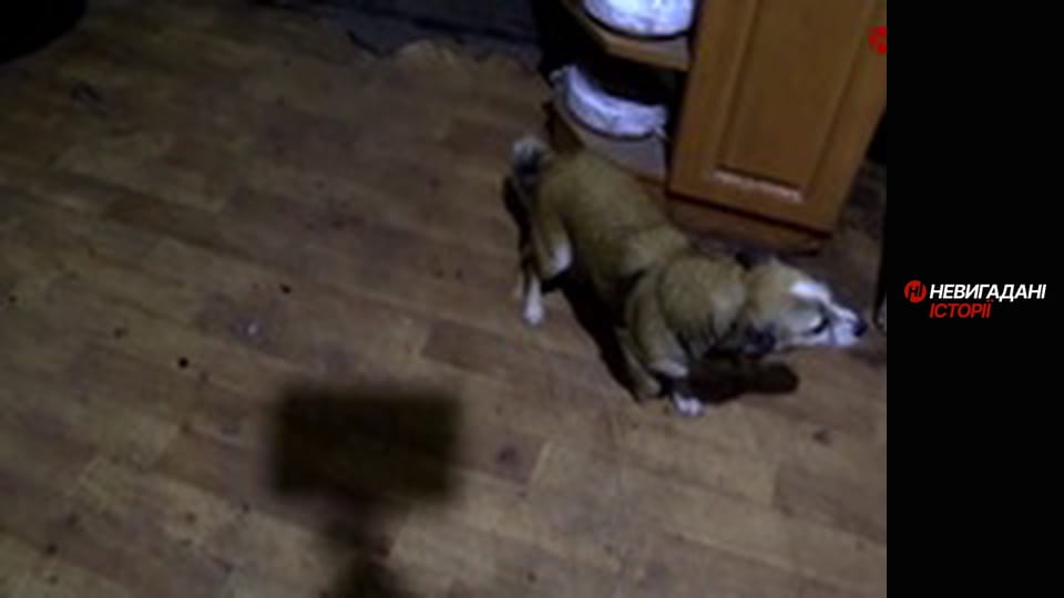 Невигадані історії. Східний фронт.