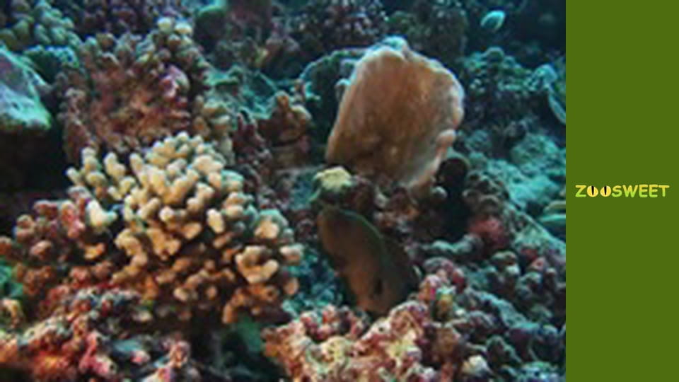 Escape to nature - episode 3