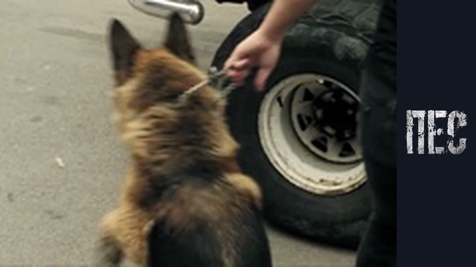 Пес, Сезон 4, Серія 12