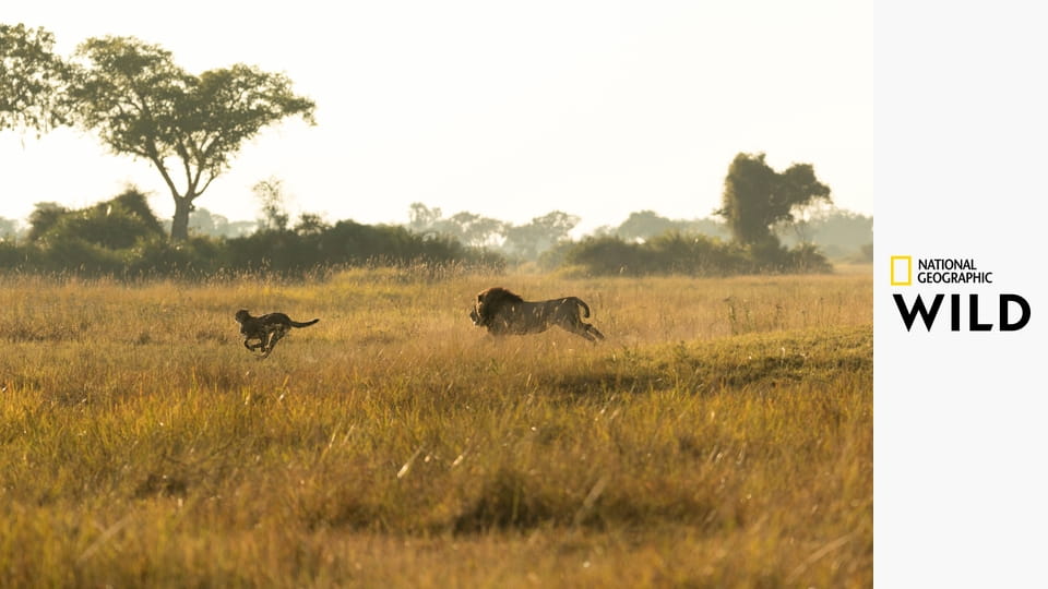Nelítostné království S1E2 - Bledá smečka
