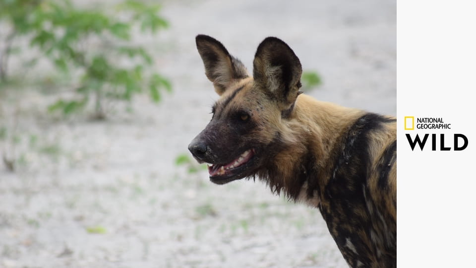 Nelítostné království S1E2 - Bledá smečka
