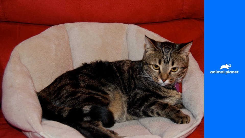 Введение в собаковедение S3E2