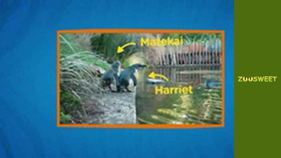 Дикі тварини Сан-Дієго - серія 22