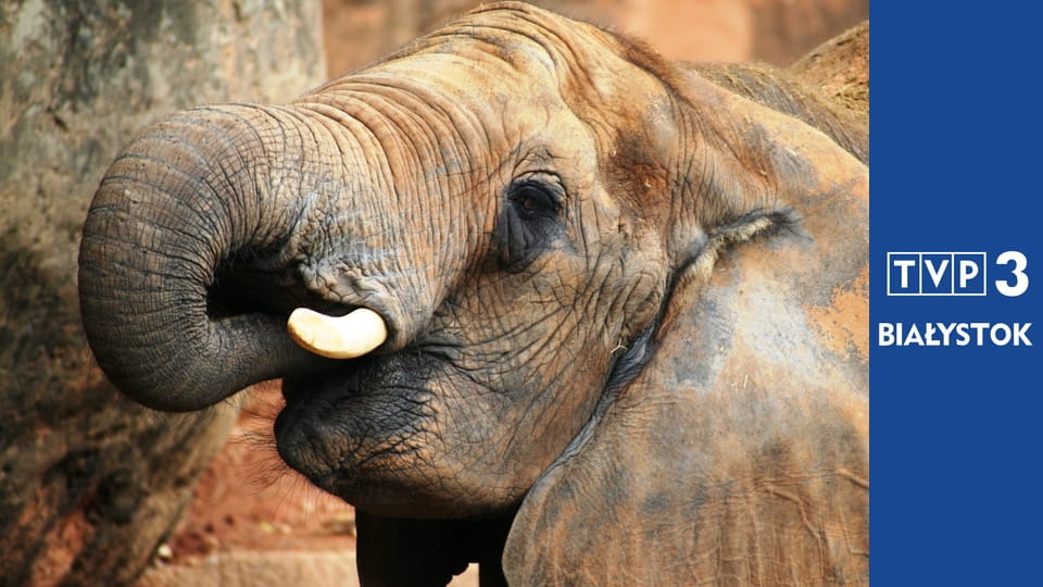 Prywatne życie zwierząt S3E7 - W służbie człowieka