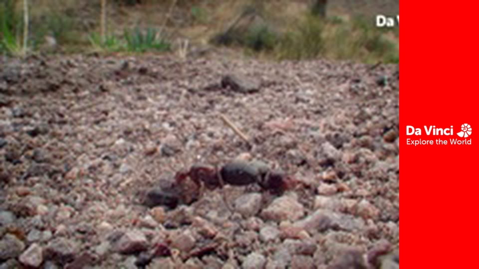 Animal Anarchists - Politics in the World of Ants