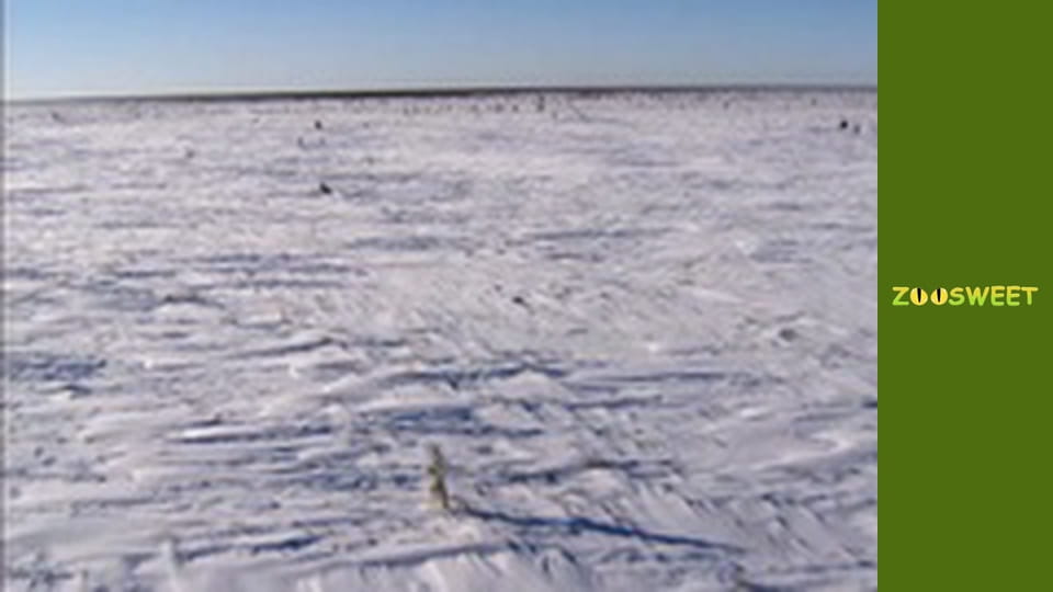 Світ дикої природи - серія 4