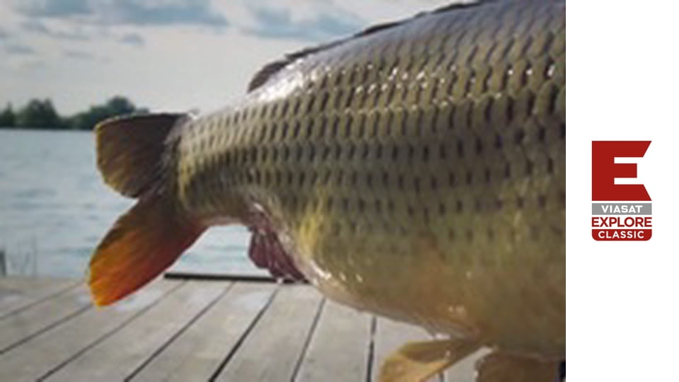 Monster Carp - Holland