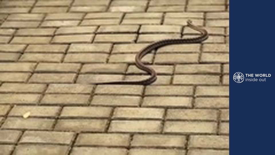 The Panda: China’s greatest treasure. Life in a mountain village. China.