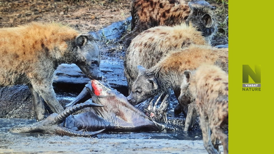 Спекотне життя: Африка S1E1 - Найсухіша саванна лева