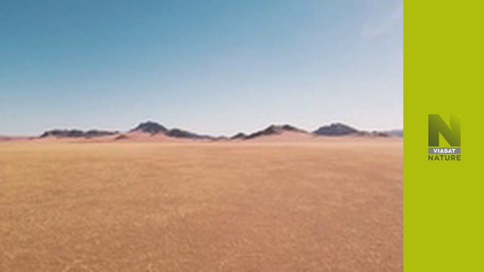 Спекотне життя: Африка S1E1 - Найсухіша саванна лева