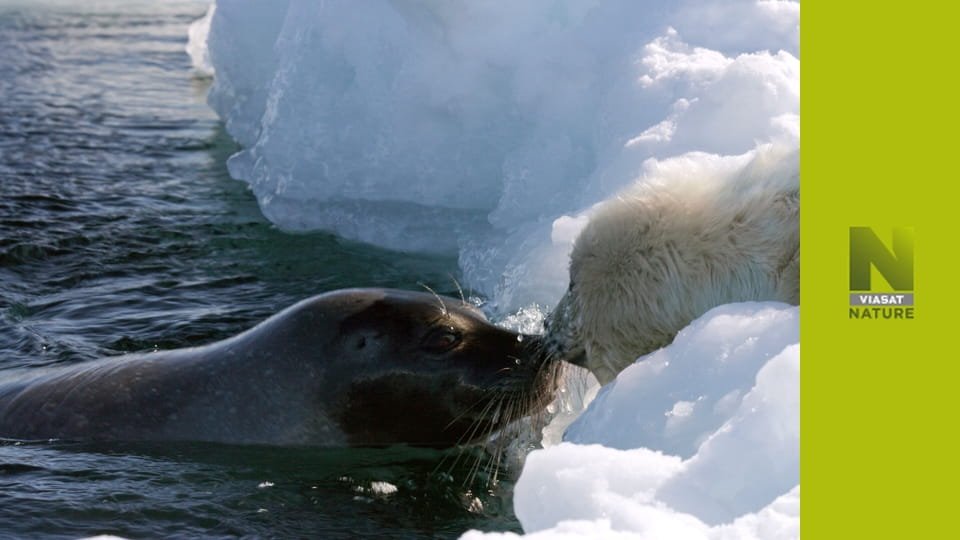 Канада: виживання на дикій Півночі