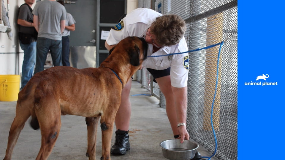 Veterinárna polícia Miami S16E1 - Záchrana medveďa