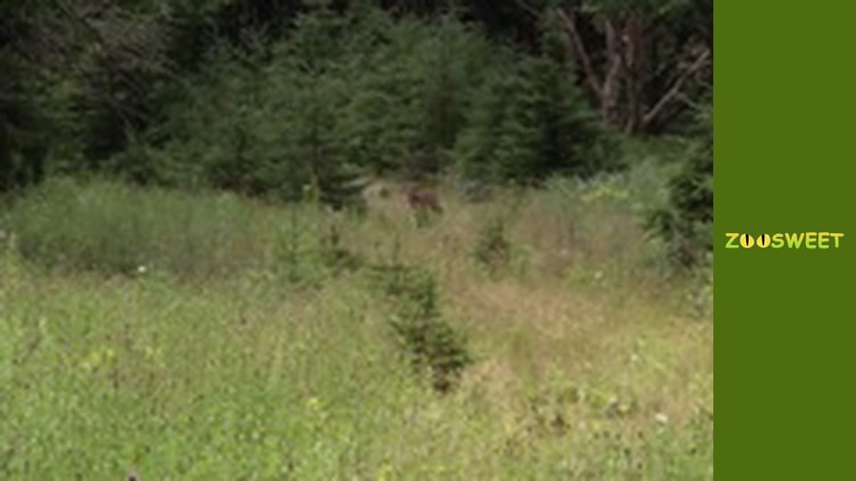 Знайомство з дикою природою, Випуск 16