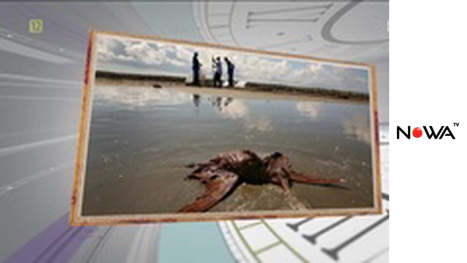 Disco Landia - nutki do pobudki E7