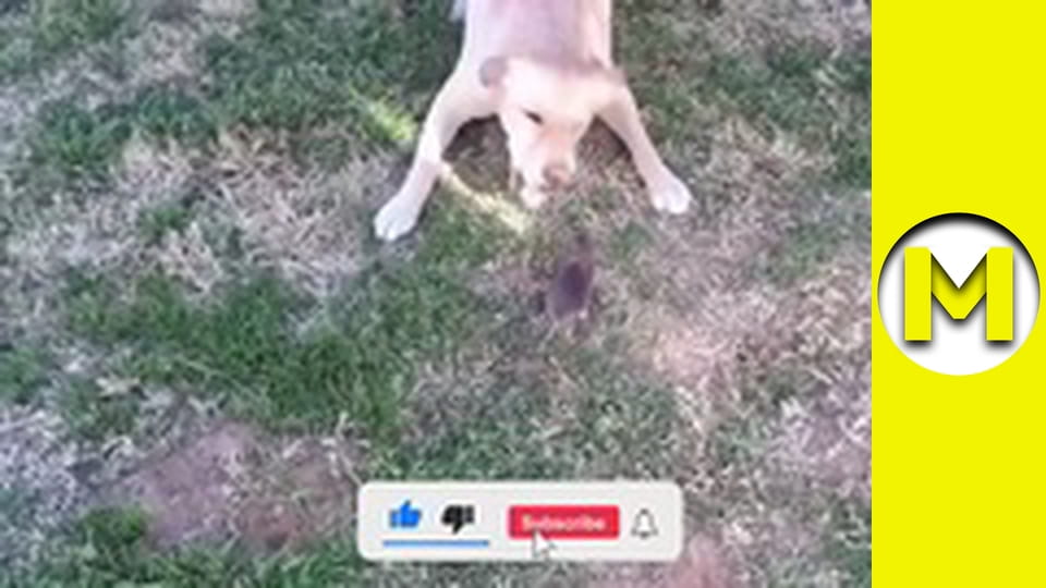 TOP (Max TV) - сезон 3 - серія 57