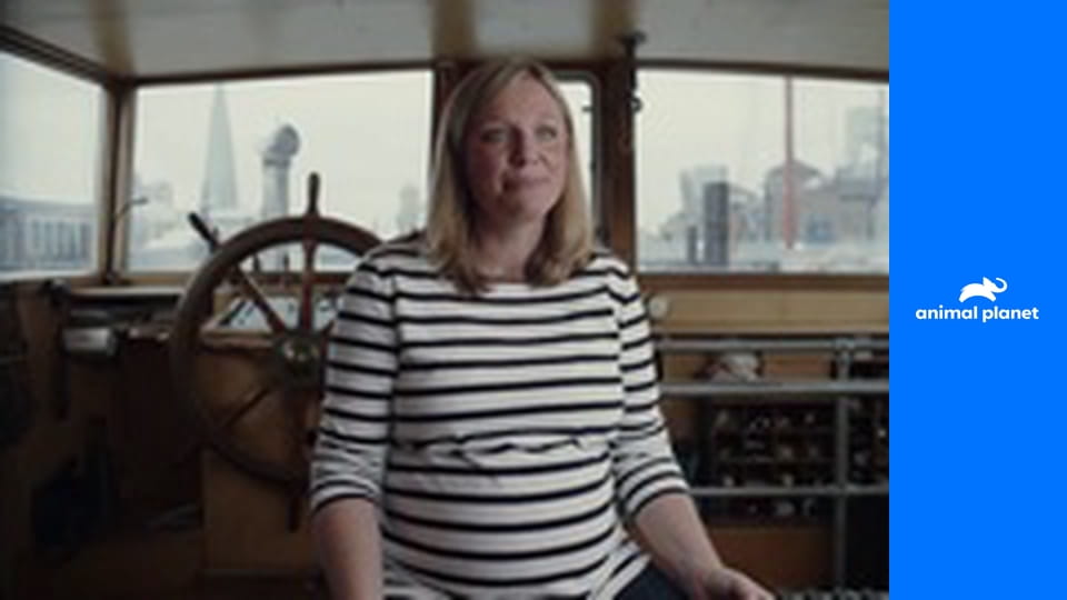 Amba, ussurijský tygr