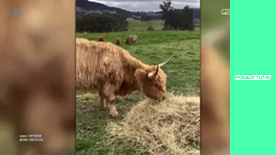 Zakręcone stworzonka z Internetu S2E15