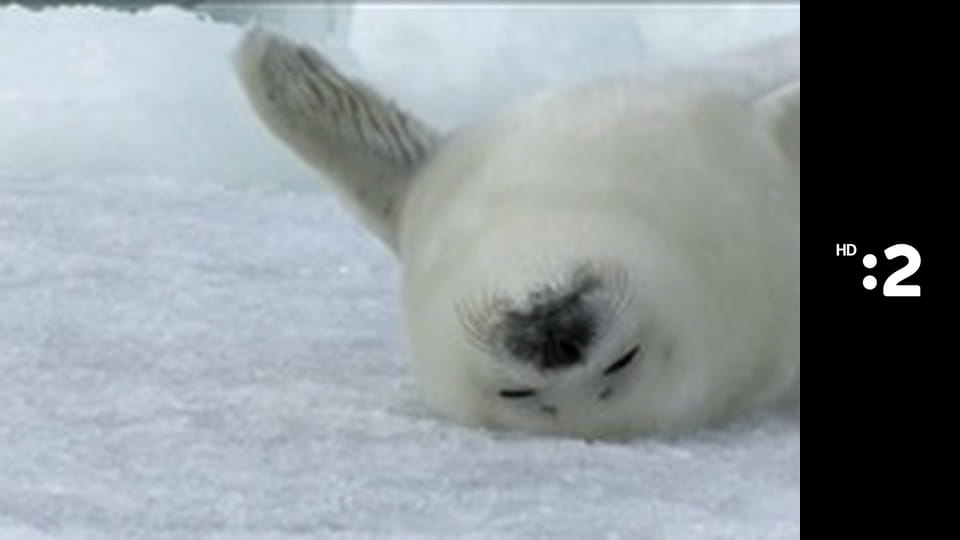 Byť tak zvieratkom E32 - Žeriav popolavý