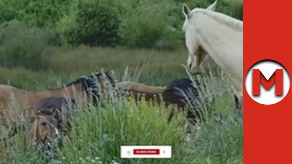 "Макс ТОП" сезон 1 серия 12