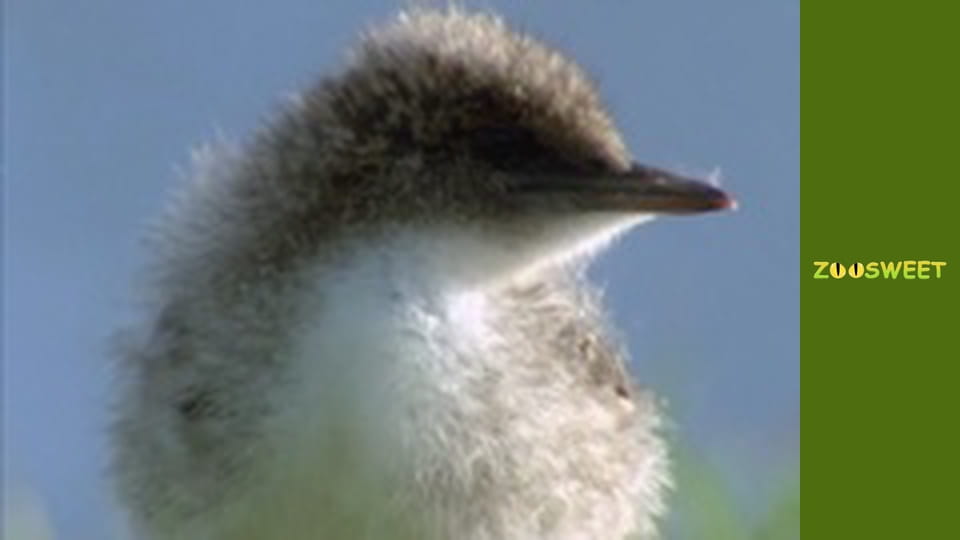 Моі друзі тварини. Малюки - серія 20