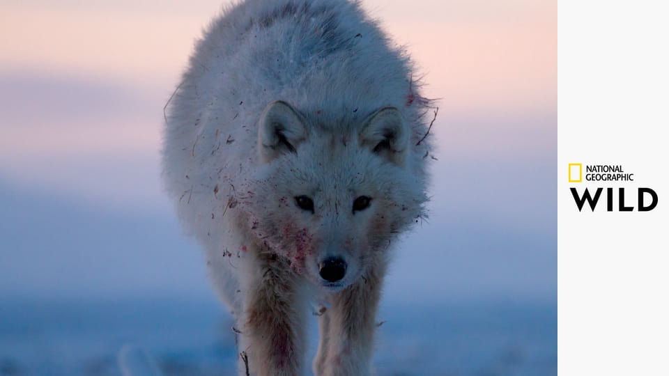 Враждебная планета S1E3 - Полюсa