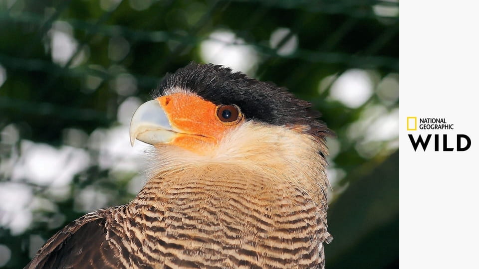 Walki zwierząt S4E5 - Walka o władzę