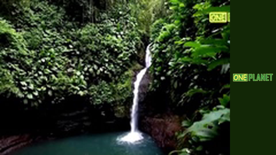 Гваделупа. Царство живой природы.