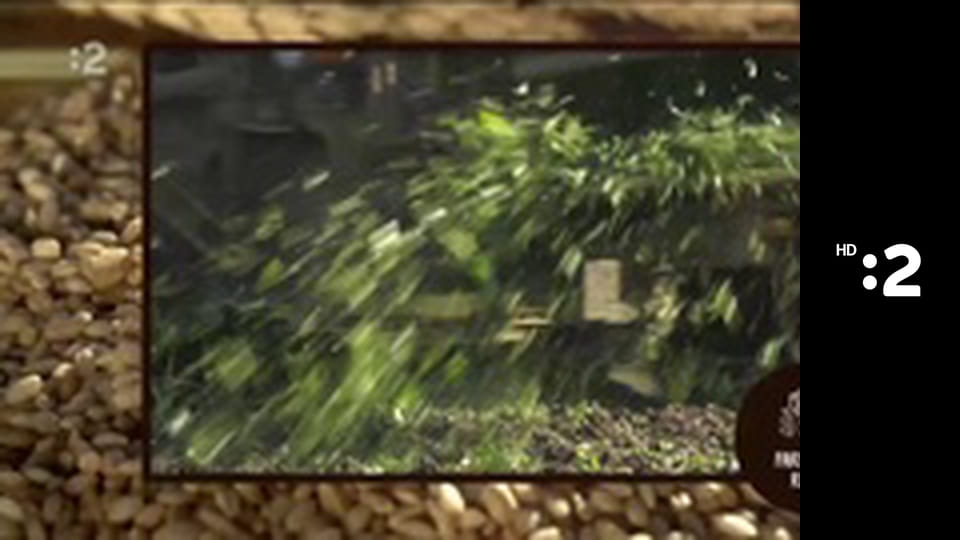 Farmárska revue E44