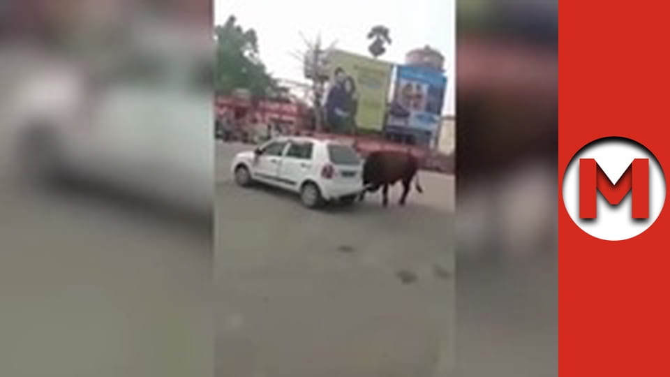 Макс Шоу - сезон 2 - серія 5