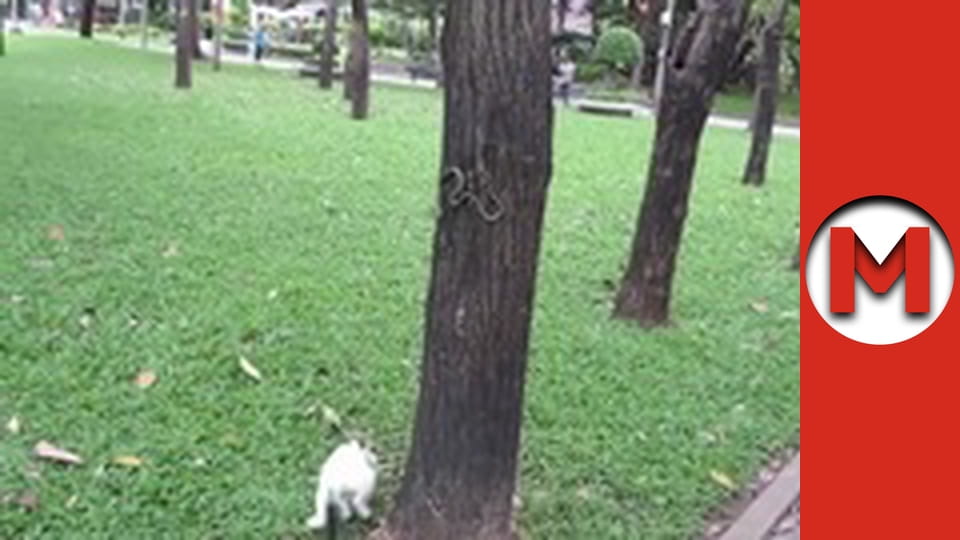 "Макс Шоу" сезон 1 серия 70