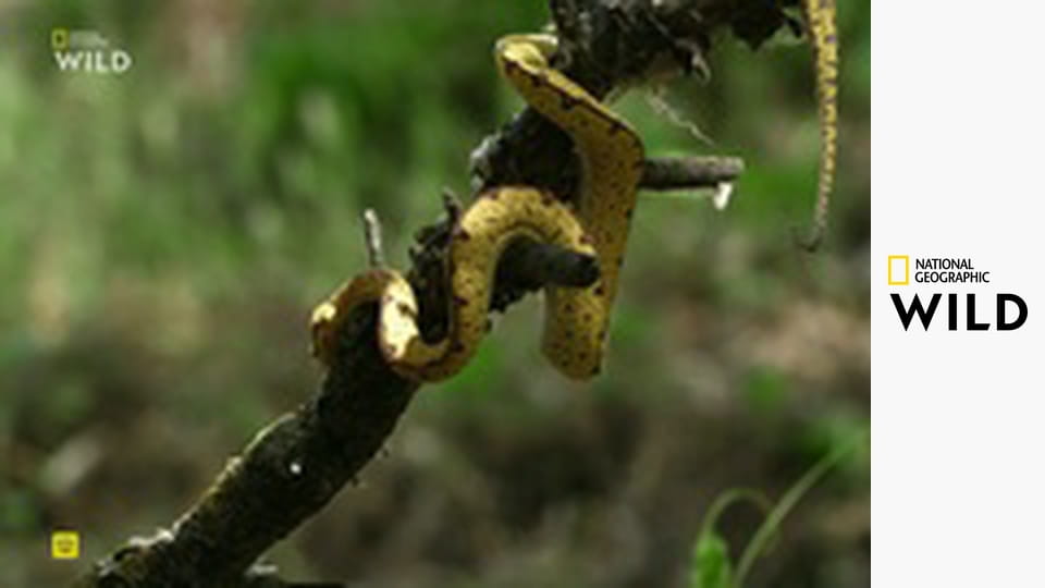 Дикие охотники S1E3 - Змеи