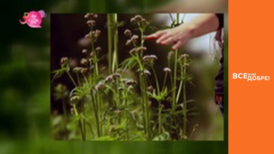 Сезон 4, Випуск 13, частина 1