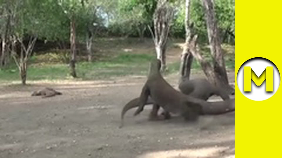 Max TV - сезон 1 - серія 160