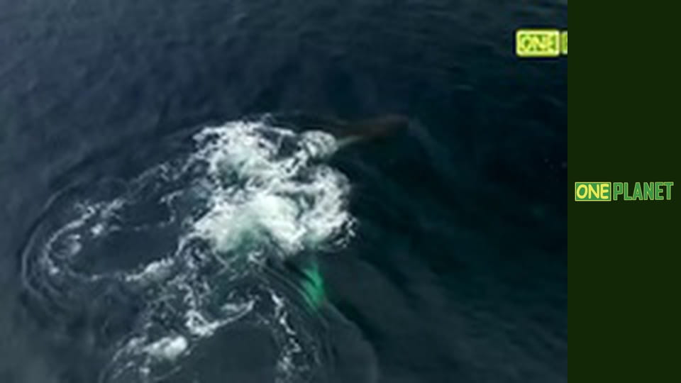 Гениальные морские охотники, 1 эп.