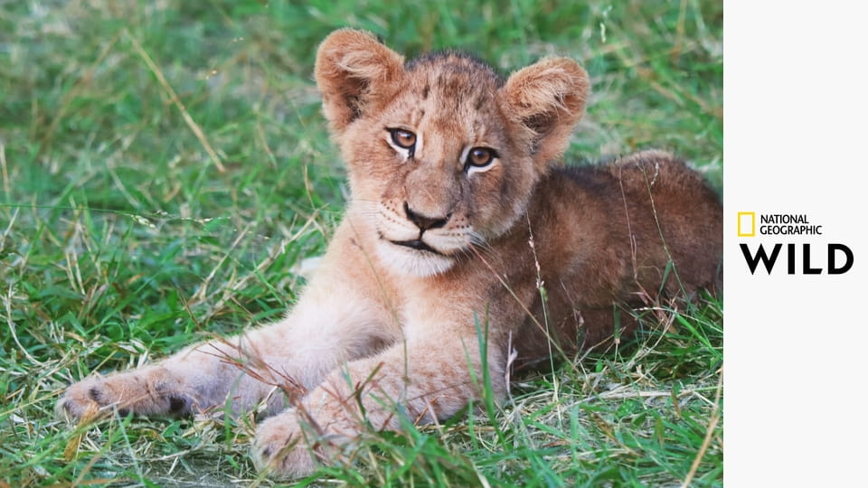 Африканские охотники S2E3 - Короли Нсефу