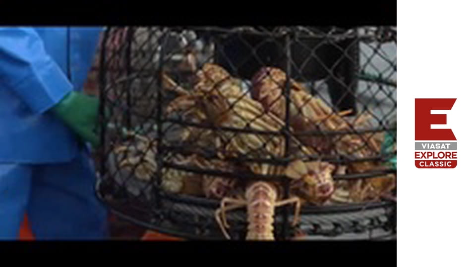 Австралійські мисливці на лобстерів Сезон 5 Епізод 9