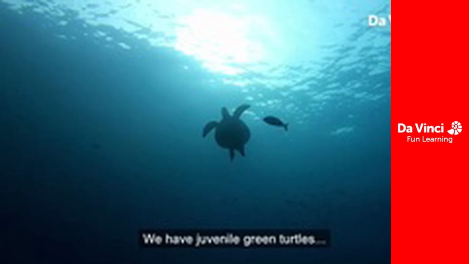 Посольство тварин - День з життя Хорхе