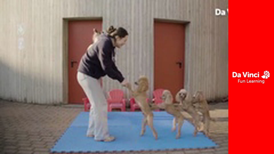 Один талант - Вероника Чалабаева: победная команда пуделей