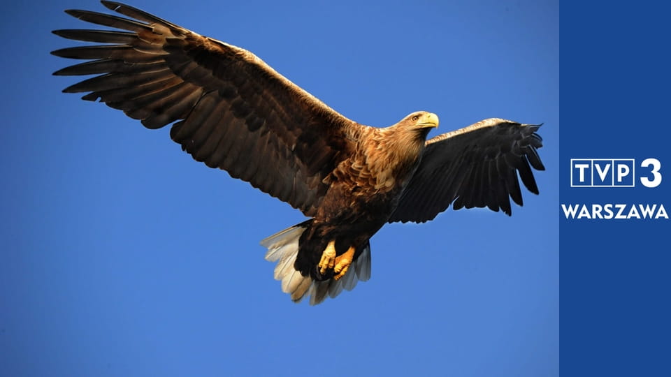 Przyrodnik na tropie E45 - Gawron