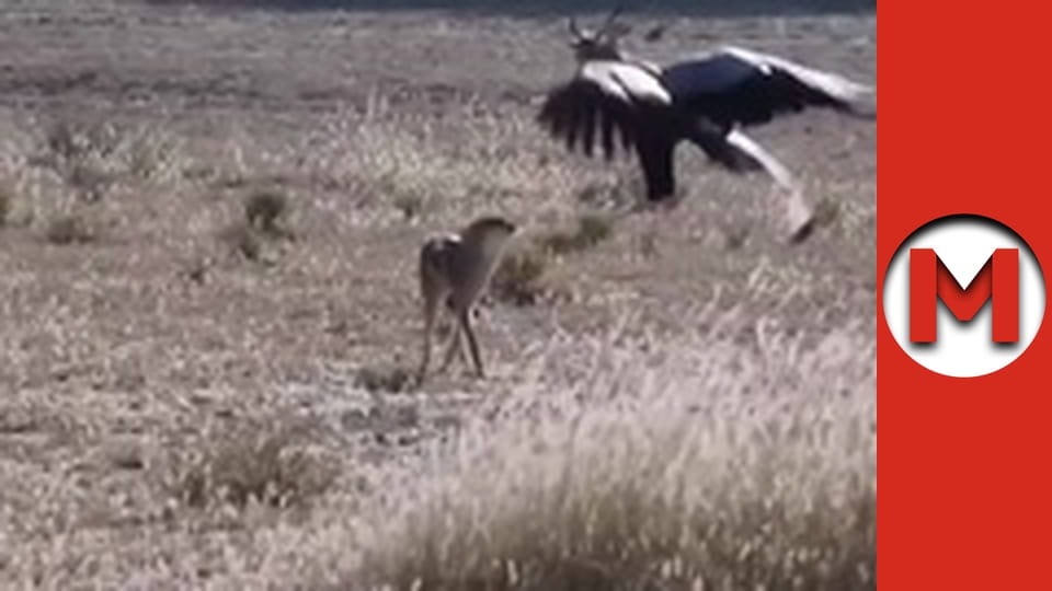 Макс Шоу - сезон 2 - серія 32