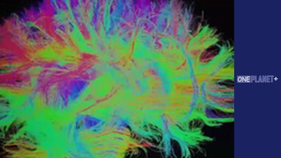 Таемниці Мозку - cерия 4