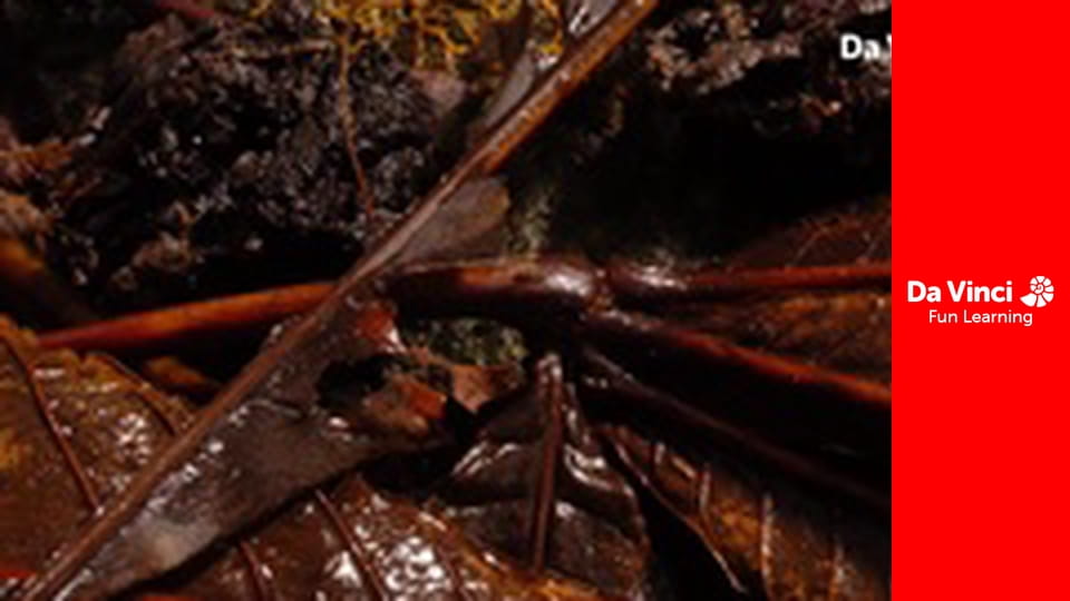 Всезнайко - Чи може слизовик думати?