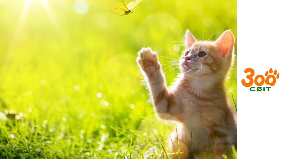 Мої друзі тварини - Метелик