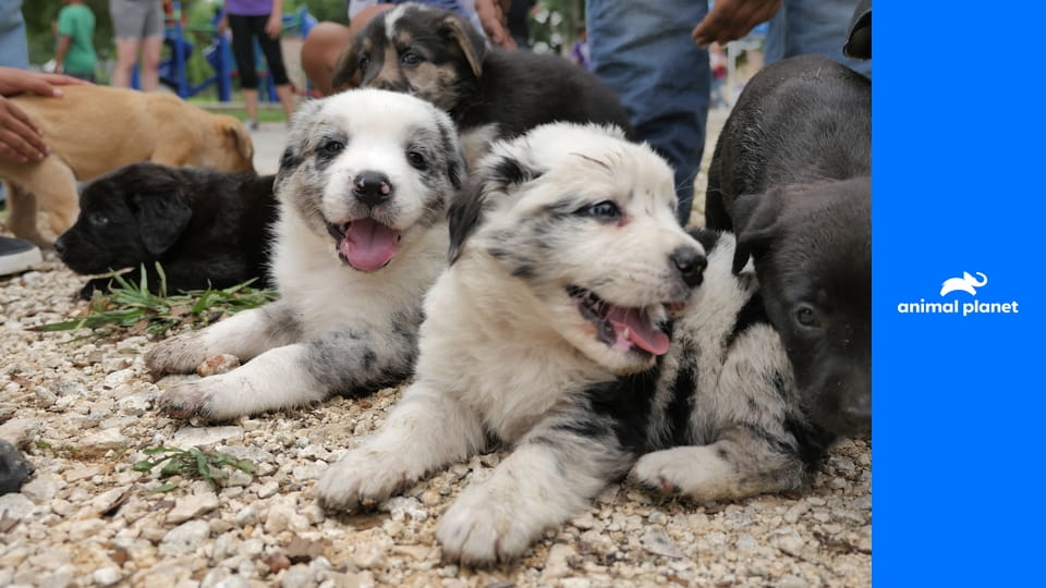 Život veterinára S1E8