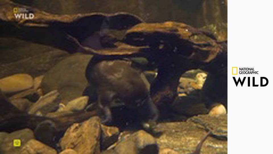 Zrodení prežiť (9)