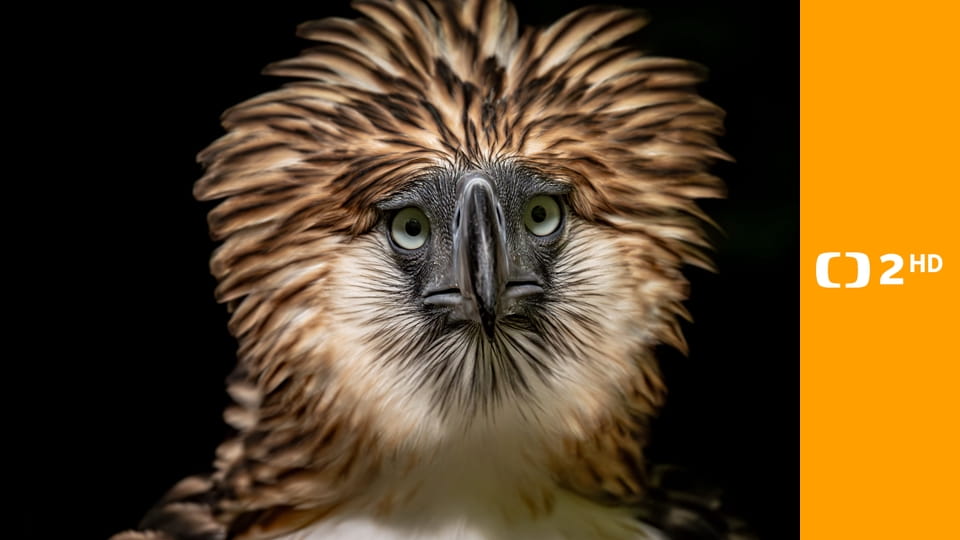 Naděje pro krále nebes