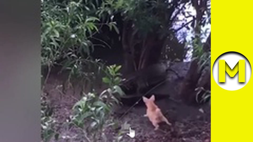 Max TV - сезон 1 - серія 152