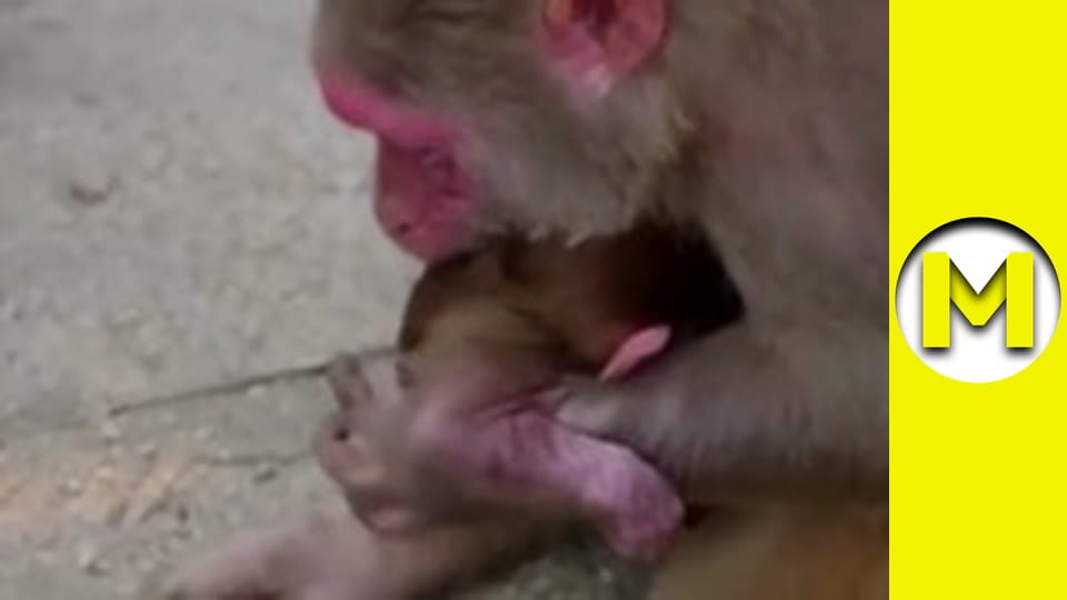 Max TV - сезон 1 - серія 161