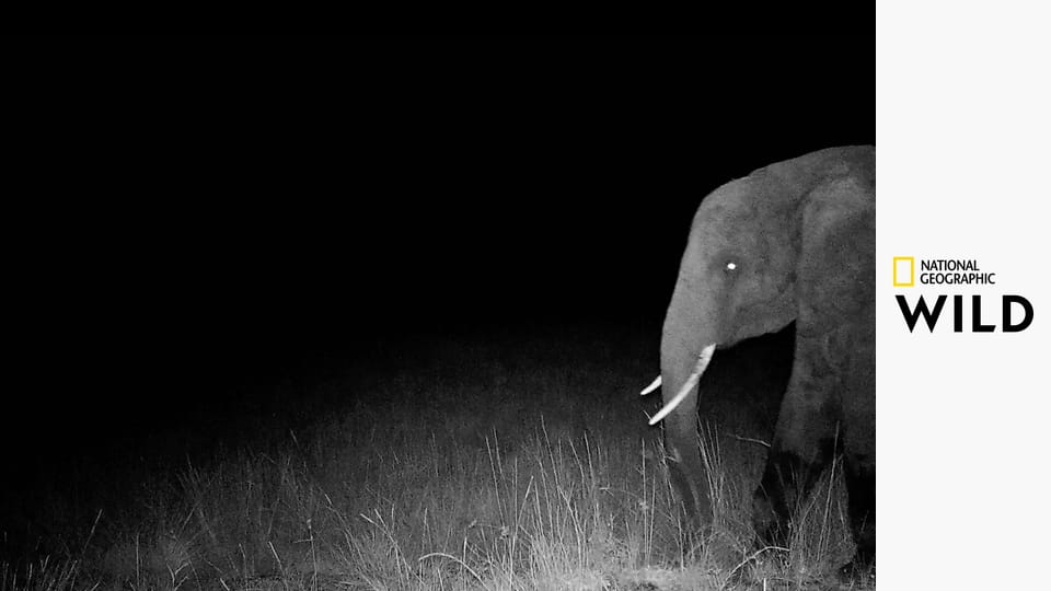 Слоны-призраки
