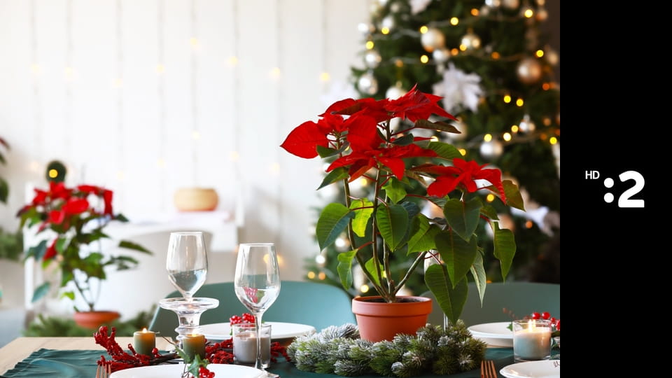 Predvianočná návšteva v rodine Krónerovcov